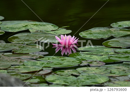 水面に浮かぶピンクの睡蓮の花 126791600