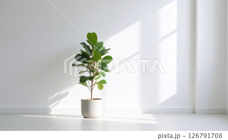 A Fiddle Fig plant in a clay pot in the room A Fiddle Fig plant in a clay pot in the room 126791708