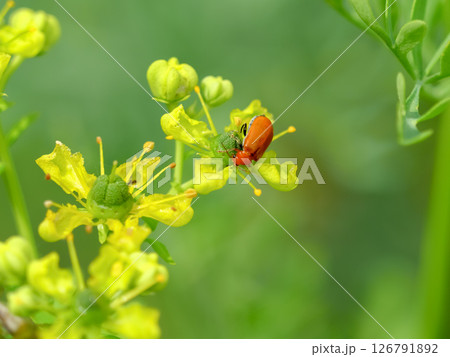 ウリハムシ ウリハムシ 126791892