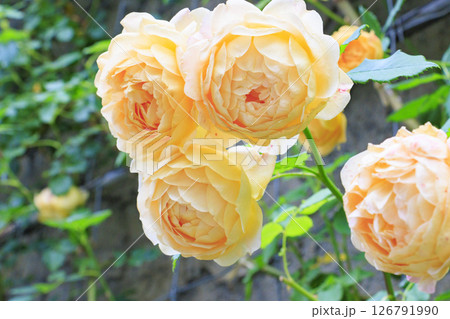 ローザンベリー多和田 満開のローズガーデン ローザンベリー多和田 満開のローズガーデン 126791990
