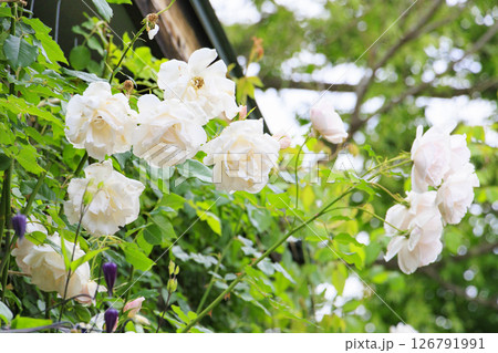 ローザンベリー多和田 満開のローズガーデン 126791991
