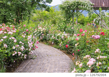 ローザンベリー多和田 満開のローズガーデン ローザンベリー多和田 満開のローズガーデン 126792004