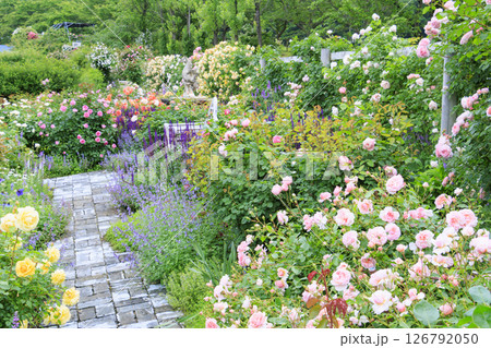 ローザンベリー多和田 満開のローズガーデン 126792050