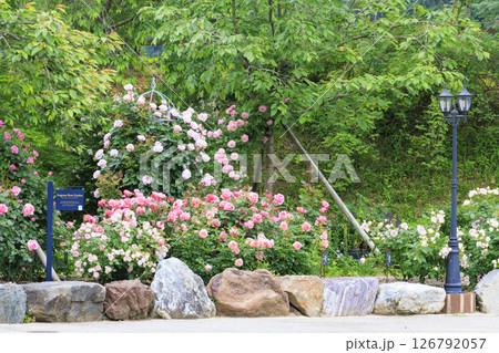 ローザンベリー多和田 満開のローズガーデン 126792057
