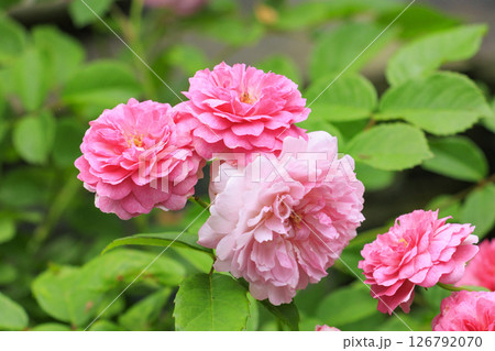 ローザンベリー多和田 満開のローズガーデン ローザンベリー多和田 満開のローズガーデン 126792070