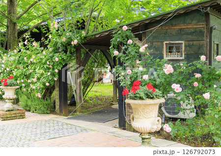 ローザンベリー多和田 満開のローズガーデン 126792073