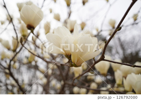 Close-up of blooming white magnolia flowers on tree branches Close-up of blooming white magnolia flowers on tree branches 126792080