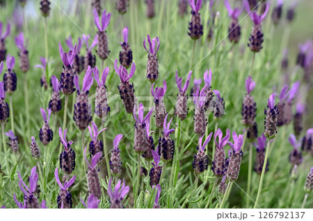 フレンチラベンダー 126792137