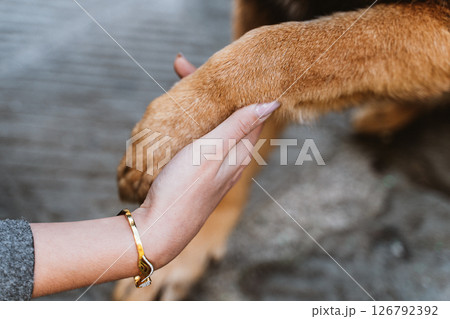 Human Hand Shaking Dog Paw in Trustful Connection 126792392