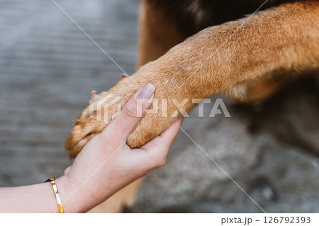 Human Hand Gently Holding Dog's Paw in Friendship 126792393