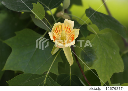 Unusual flowers of Liriodendron tulipifera or the tulip tree 126792574