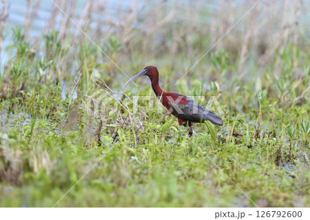 glossy ibis (Plegadis falcinellus) glossy ibis (Plegadis falcinellus) 126792600