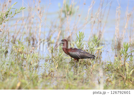 glossy ibis (Plegadis falcinellus) 126792601