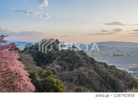 静岡市の円山花木園から見た静岡市の街並みと朝日に照らされた河津桜(静岡県) 静岡市の円山花木園から見た静岡市の街並みと朝日に照らされた河津桜(静岡県) 126792958