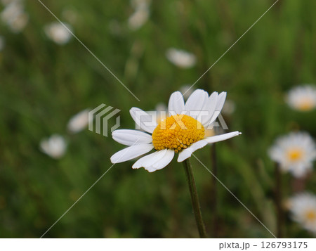 Close-Up of a Blooming White Daisy on a Green Background Close-Up of a Blooming White Daisy on a Green Background 126793175