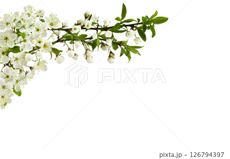 Spring flowers, buds and small green leaves on twig of berry tree in a border arrangement isolated on white Spring flowers, buds and small green leaves on twig of berry tree in a border arrangement isolated on white 126794397