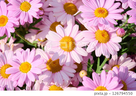 綺麗なキクの花 綺麗なキクの花 126794550