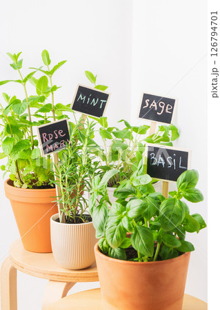 Herb garden featuring mint, basil, sage, and rosemary in terracotta pots against a bright background 126794701