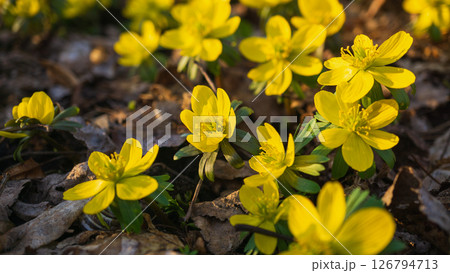 Early spring flowers blossom Early spring flowers blossom 126794713