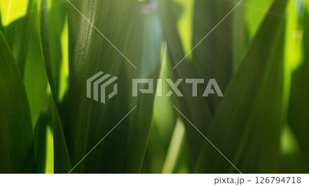 Close up macro photo of green grass with sun rays and beams. Monocolor natural beauty wallpaper. Close up macro photo of green grass with sun rays and beams. Monocolor natural beauty wallpaper. 126794718