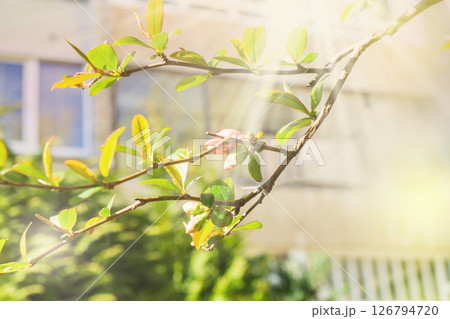 Spring in the city. Tree branch with fresh green leaves and blossom near residential area buildings 126794720