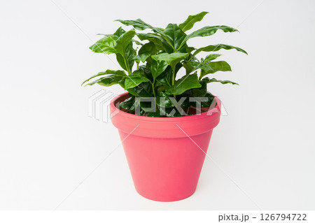 Green coffee arabica plant on pink clay pot. 126794722