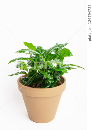 Young green coffee arabica plant growing on beige natural clay pot. Isolated on white. 126794723
