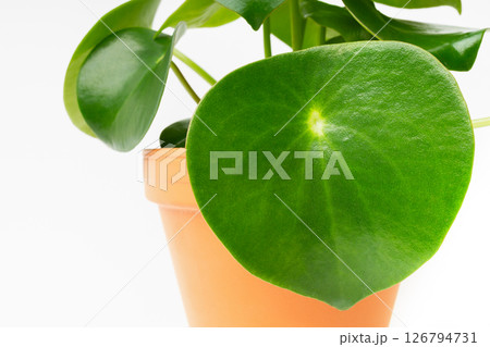Isolated on white peperomia houseplant in orange clay pot. Green tropical plant for home or cafe. Isolated on white peperomia houseplant in orange clay pot. Green tropical plant for home or cafe. 126794731