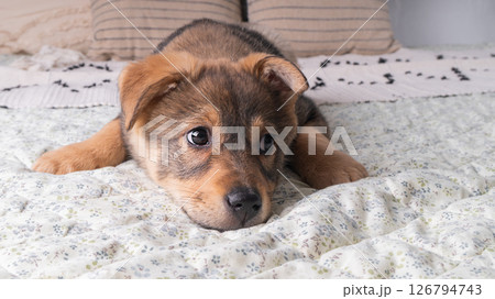 Close up portrait of mixed breed brown puppy dog. Pet on bed in bedroom or hotel room. 126794743