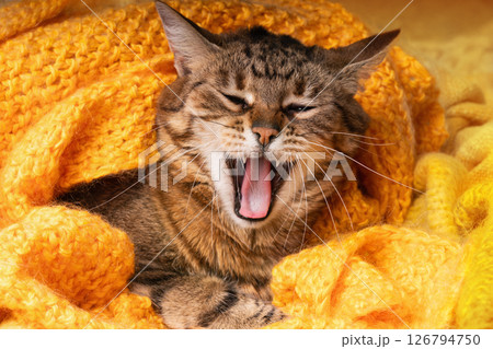 Close up yawn bored light brown tabby cat under orange yellow knitted woven plaid. 126794750