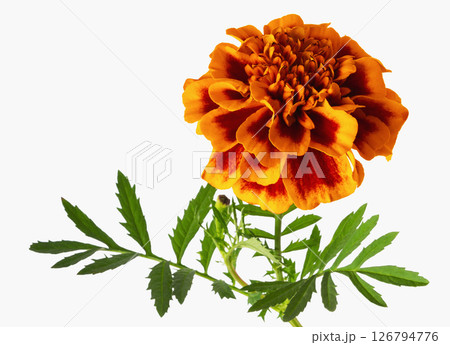 Bright orange marigold flower blooming with vibrant petals and lush green leaves in natural light 126794776