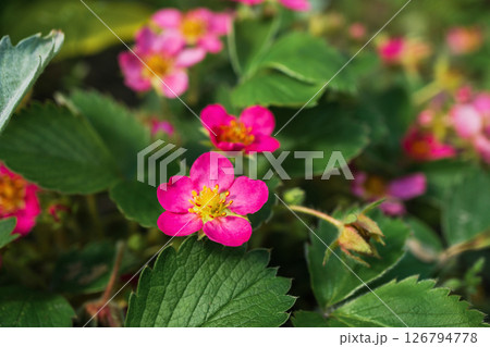 Pink wildflowers bloom amid lush green leaves in a vibrant garden during springtime 126794778