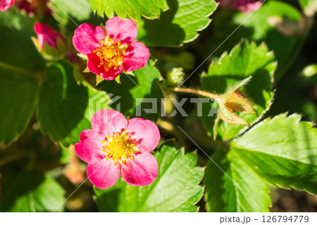 Vibrant pink flowers strawberry blooming in a garden during springtime under bright sunlight 126794779