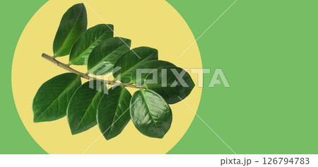 Lush green leaves on a branch against a colorful background showcasing vibrant nature's beauty 126794783