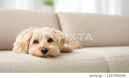 Adorable Fluffy Dog Resting on Sofa Adorable Fluffy Dog Resting on Sofa 126795046
