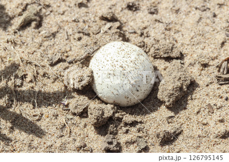 Puffball mushroom. Lycoperdon 126795145
