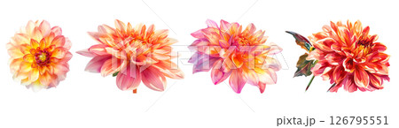 Set of flower, Dahlia in watercolor style isolated on a transparent background. 126795551