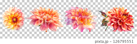 Set of flower, Dahlia in watercolor style isolated on a transparent background. 126795551
