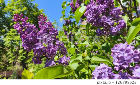 Close-up of a vibrant purple lilac flower blooming in a sunny garden, surrounded by lush green foliage.  126795628
