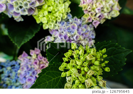 鬱陶しい梅雨の時期に楽しめる紫陽花の花 126795645