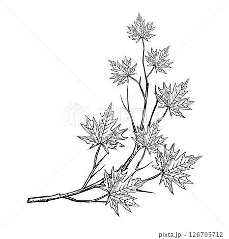 A branch with maple leaves. Vector graphics. Black and white hand-drawn illustration. On a white background. Great for stickers, banners, posters and packaging, postcards and labels, prints and more. 126795712