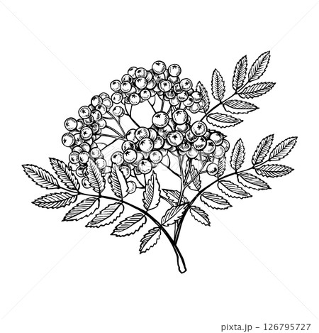 A branch of mountain ash. Vector graphics. Black and white hand-drawn illustration. On a white background. Great for stickers, banners, posters and packaging, postcards and labels, prints and more. 126795727