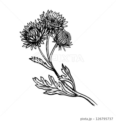 Chrysanthemum flowers with stem and leaves. Vector graphics. Black and white hand-drawn illustration. For greeting and invitation cards, banners and posters, for stickers and packaging, labels, prints 126795737
