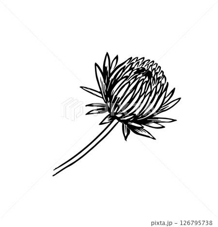 Chrysanthemum flower. Vector graphics. Black and white hand-drawn illustration. On a white background. Great for stickers, banners, posters and packaging, postcards and labels, prints and more. 126795738
