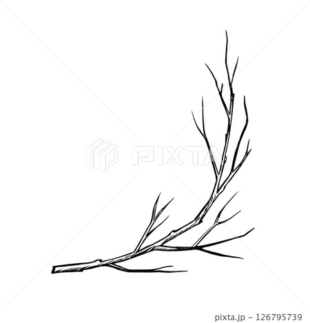 A branch of a tree without leaves. Vector graphics. Black and white hand-drawn illustration. On a white background. Great for stickers, banners, posters and packaging, postcards, labels and prints. 126795739