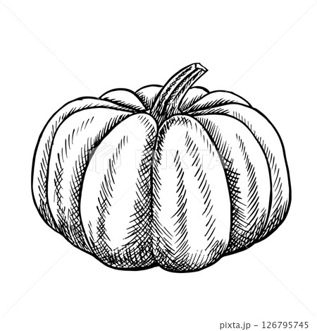 Pumpkin. Vector graphics depicting the autumn season. Black and white hand-drawn illustration. On a white background. Great for stickers, banners, posters and packaging, postcards, labels and prints. Pumpkin. Vector graphics depicting the autumn season. Black and white hand-drawn illustration. On a white background. Great for stickers, banners, posters and packaging, postcards, labels and prints. 126795745