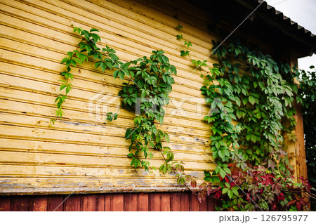 Green ivy climbing yellow wooden wall of rural house 126795977