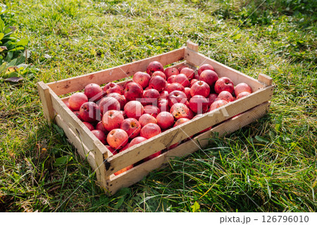 Wooden crate full of freshly picked red apples resting on green grass Wooden crate full of freshly picked red apples resting on green grass 126796010