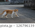 夏の日の夕方散歩に出かける茶トラと白のミックス猫と道路で出会った瞬間 126796139