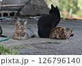 夕方外でくつろぐ子猫と母猫と守るようにあたりを見渡す父猫 126796140